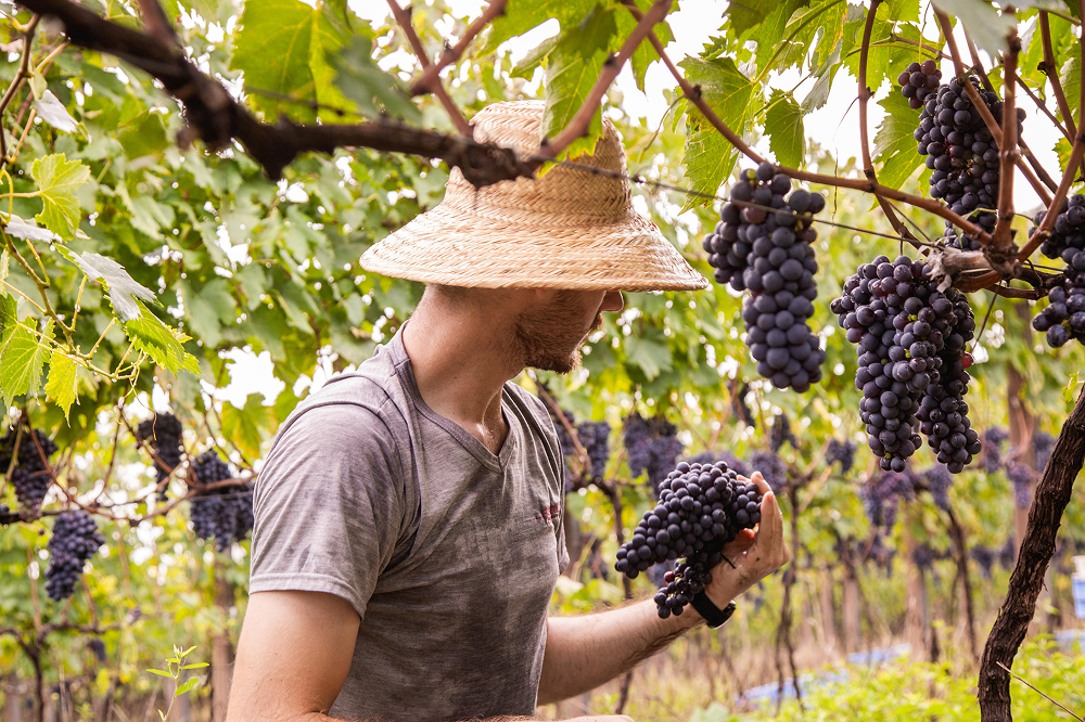 Sangiovese e nossa história.